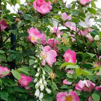 Mindrum Garden (@mindrumgarden) 's Twitter Profile