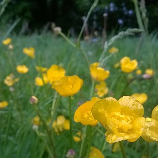 Love photographing wildflowers especially in Sussex. Etsy shop at https://t.co/9I6ZkfCa7F with vibrant macro botanical images for gifts and homewares.