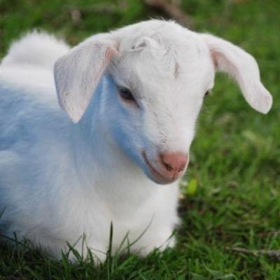 i am gerald the goat proud mascot of the #jaxpack. or should i say goatscot