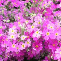 tambourinebeats's profile picture. @lit2princess　の交換・お取引用・各種連絡用アカウント　イラストtips等の備忘録RTもします　必要な時だけ稼働します