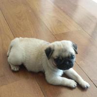 58 curtidas, 8 comentários - Jogos Da Lu (@jogos_da_lu_) no Instagram: “DISPONÍVEL Jogo Fuça-Fuça Dog Tamanho P R$ 37,00 + frete”