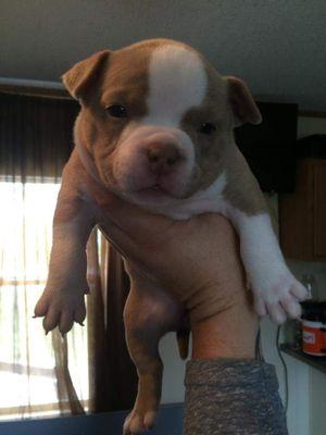 bully breeder...