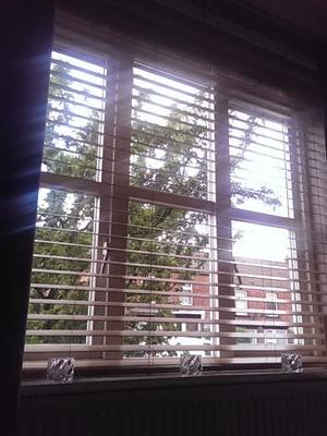 Lovelylins's profile picture. cat despiser!