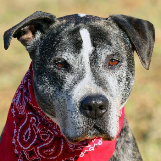 Amstaff_Poison's profile picture. Hi, I'm Poison! I'm an 17 year old Amstaff, which lived 7 years in an animal shelter. In July 2013 I found a new home and now I enjoy my live!