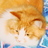 Cricket6's profile image