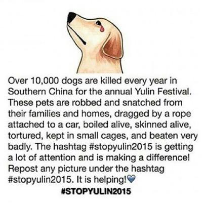 THIS IS A FREE FOLLOW BUT PLEASE HELP THIS, DOGS ARE FRIENDS NOT FOOD.