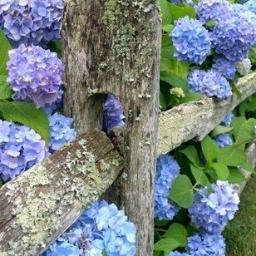 NancyMHurley's profile picture. 