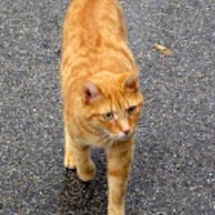 pitkindefines's profile picture. 