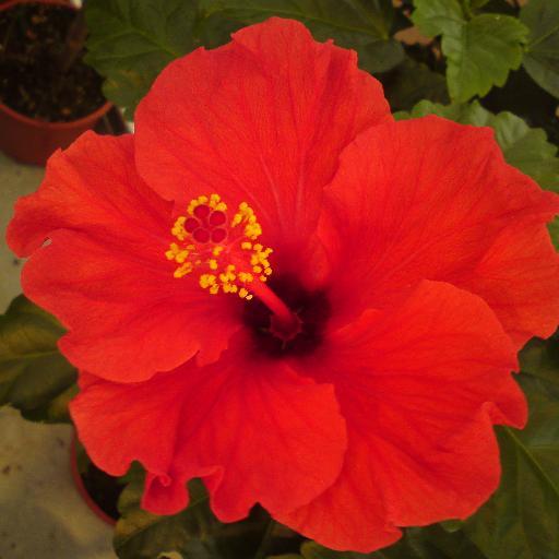 QQvarna's profile picture. 