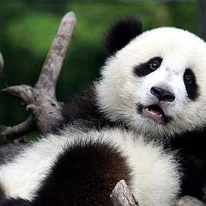 Vamosasalta's profile picture. 