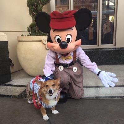Surfer
World Traveler
Email: hello@supercorgijojo.com