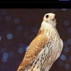 MadeMohummad's profile picture. كلب صديق ولا صديق كلب