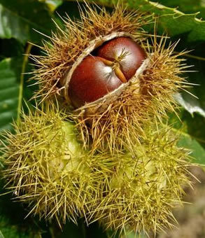 Pépiniériste dans l'oise, producteur d'arbre #fruitier, #arbre d'ornement et d'arbuste de #haie