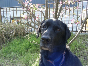 D.I.N.G.O. 
CPDT-KA 
Canine behavior consulting/training/seminars

Translated Professional Standards for Dog Trainers, On Talking Terms with Dogs, etc.