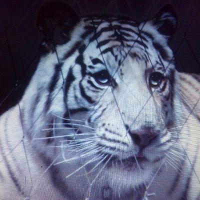 je suis quelqu'un que tout le monde entier aime merde même les animaux
