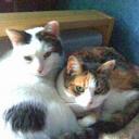 sandy patrick - @tigerflower27 - Twitter