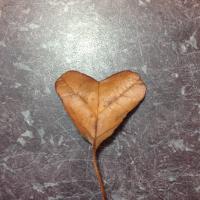 Tracey Reed Armant (@treedarmant1) 's Twitter Profile