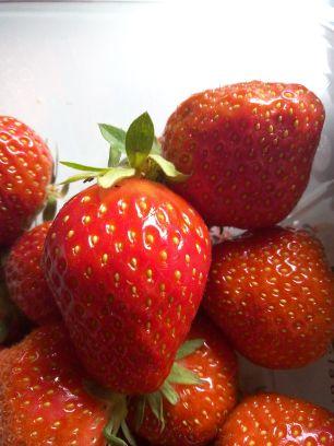 Strawberries should be the only food growing on earth