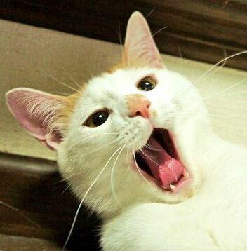 sikimofu's profile picture. 猫とゲームが大好き。 猫は17匹家にます。 
もふもふパラダイスやで
猫達の豊かな暮らしのためFX勉強中です。

基本無言フォロー＆無言フォロバです
m(._.)m