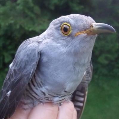 CVRSNews's profile picture. Latest ringing news from the Chew Valley Ringing Station and surrounding area
