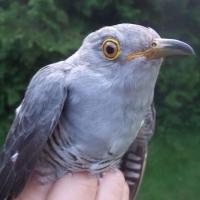 Chew Valley Ringing (@cvrsnews) 's Twitter Profile