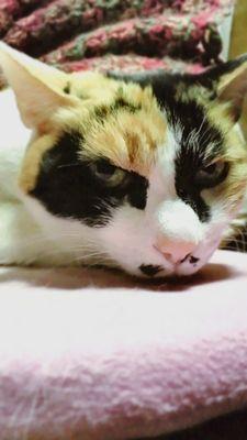 myouganeko's profile picture. twst.op.hrakのおかげで楽しい毎日🥰成人済