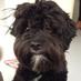 Bertie Button (@bertiebuttondog) Twitter profile photo Bertie Button (@bertiebuttondog) Twitter profile photo