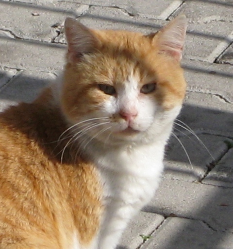 glmat's profile picture. Vita brevis, ars longa, occasio praeceps, experimentum periculosum, iudicium difficile.