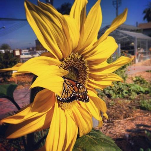 TheForgeGarden's profile picture. Santa Clara University's organic urban garden. Workshops, events, farm stands. #TheForgeGarden https://t.co/Vd5gNBkKvz