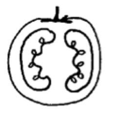 tomattopizza's profile picture. - wood fired - seed to plate -