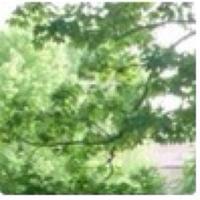 Cellodeolid (@cellodeolid) 's Twitter Profile