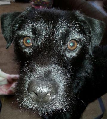 PMHarrow's profile picture. Two daughters, two wives, two dogs, and a crow.