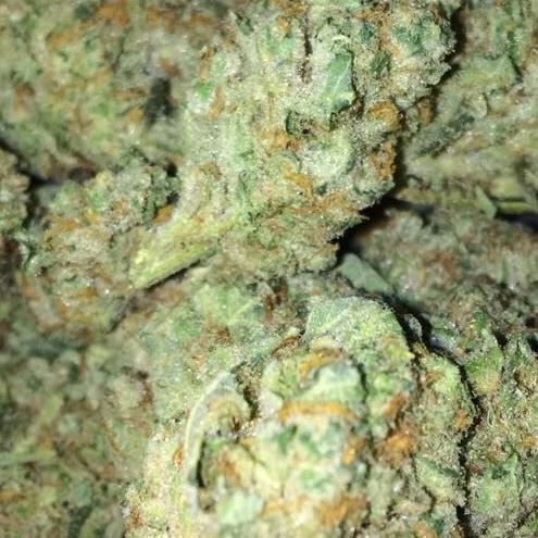 If I survive the American holocaust, I think I'll pay the $38 to die on Mars. #Hemp #Cannabis #EndTheFed #Liberty #Freedom #Anarchy #TaxationIsTheft #Woke #LSx