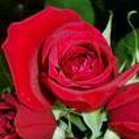 J G Johnson 🇨🇦🇺🇦 (@judyjohnsonca) 's Twitter Profile Photo