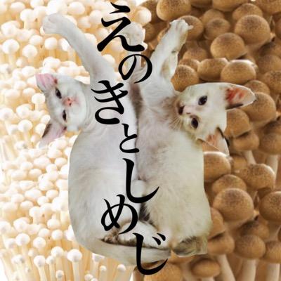 えのきとしめじ 猫 Eno Shime Cats Twitter