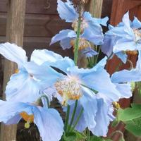 Hardy Plants Staffs (@hpsstaffs) 's Twitter Profile Photo Hardy Plants Staffs (@hpsstaffs) 's Twitter Profile Photo