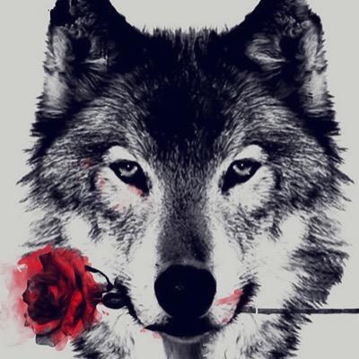 Triumph220's profile picture. 