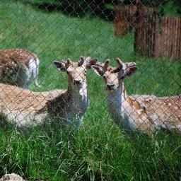 The Deer Park in Waterford celebrated its 70th anniversary in 2012. The history of this park is as unique as the community that supports it.