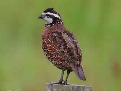 Ohio hunter fisherman and wildlife conservationist trying to reestablish the Bobwhite Quail throughout Ohio while creating and trying to protect natural habitat