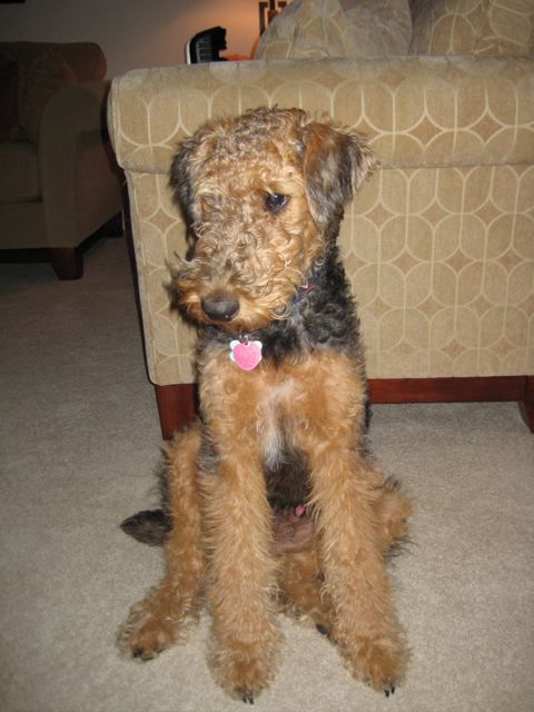 ronin_the_pup's profile picture. I'm a happy dog.