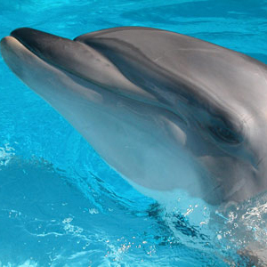 seapixy's profile picture. applied anthropologist; web developer; ny yankees fan; tech geek; clifford geertz fan. favs: art, music, technology, science & scifi