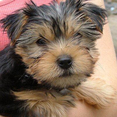 Dogs for Sale (@dogs_for_sale) | Twitter