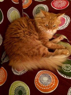 karenina411's profile picture. avvocato