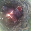 neeraj kumar (@593bd3c799714a6) Twitter