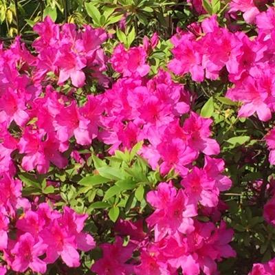 単身赴任終えて、奈良に戻りました。散歩しながら、街並み、景色を眺めるのが好きです。呑むのも好きです。サッカー好きです。甘いものも好きです。ただ、家族は変わってしまってました。家に帰って来たのが良かったのかどうか、葛藤の毎日です。