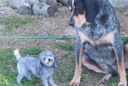 coonhound39's profile picture. 