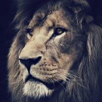 Spring High StuCo (@stucolions) 's Twitter Profile