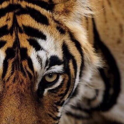 #RP writer account for #KT • Her #Tiger • #DMsOpen #NSFW 21+