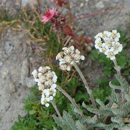 guillaumepatiss's profile picture. 