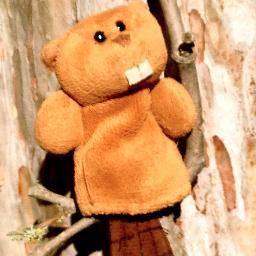 Progressive tiny American girl beaver who loves wood and other beavers. Follow me into Tiny Beaver World...it's a tight fit but I'll squeeze you in.